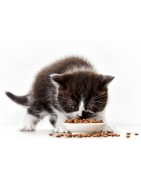 Dieta per Gatto